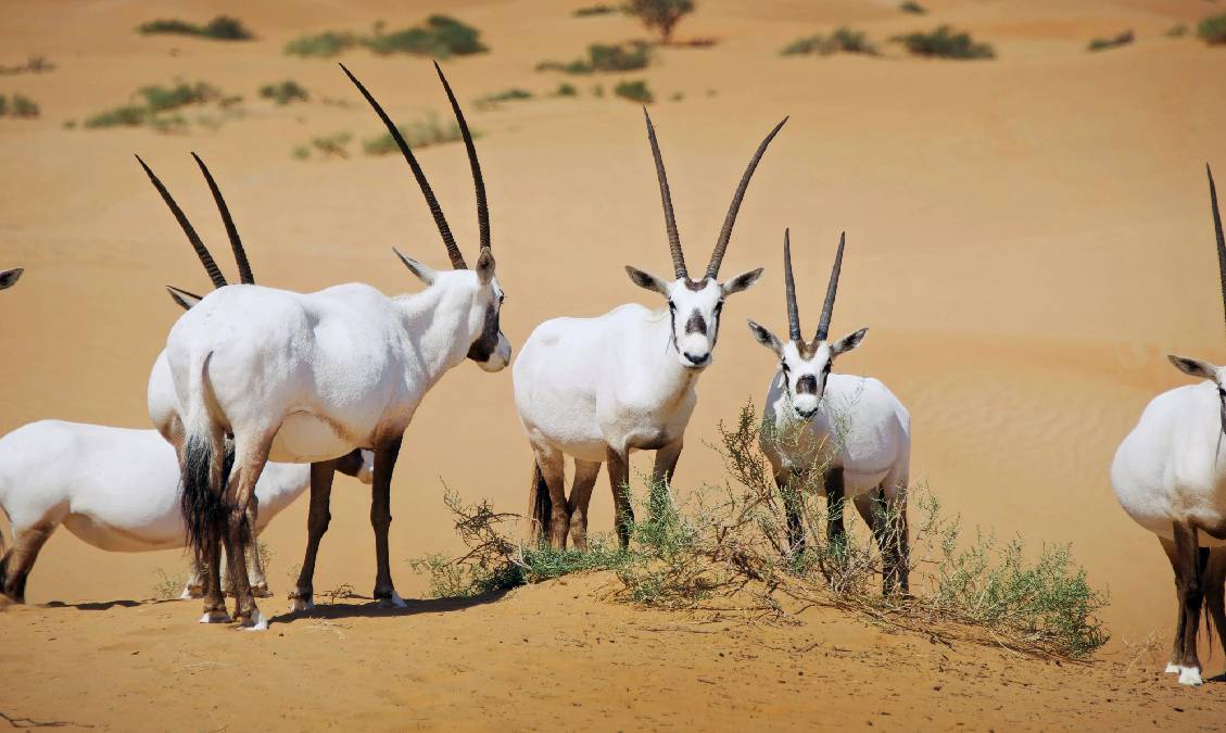 Desert National Park